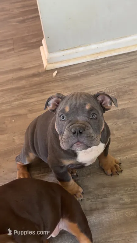 Cash – American Bully puppy for sale in Hamden, CT
