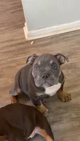 Cash, a male American Bully for sale in Hamden, CT – 1 of 3