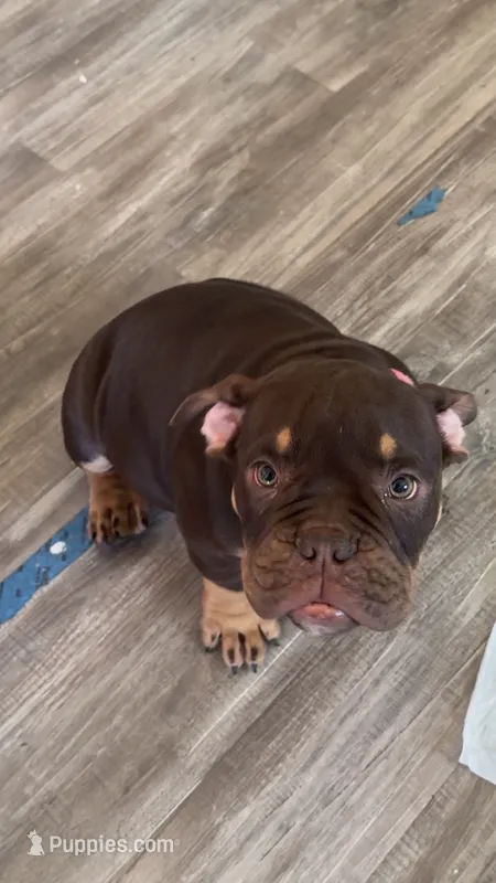 Nikki – American Bully puppy for sale in Hamden, CT