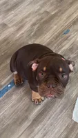 Nikki, a female American Bully for sale in Hamden, CT – 1 of 2