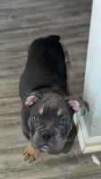 Cash, a male American Bully for sale in Hamden, CT – 2 of 3