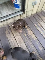 Daisy, a female American Bully for sale in Hamden, CT – 4 of 4