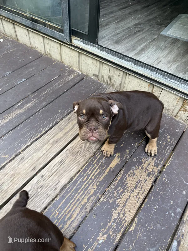 Nikki – American Bully puppy for sale in Hamden, CT