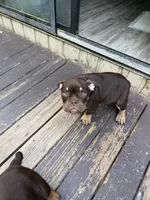 Daisy, a female American Bully for sale in Hamden, CT – 3 of 4