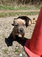 Crome , a female American Staffordshire Terrier and American Pit Bull Terrier for sale in Southampton, NY – Photo 2 of 3