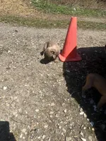 Crome , a female American Staffordshire Terrier and American Pit Bull Terrier for sale in Southampton, NY – Photo 3 of 3