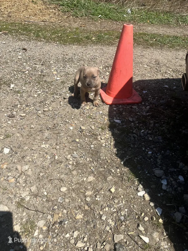 Crome , a female American Staffordshire Terrier and American Pit Bull Terrier for sale in Southampton, NY – Photo 1 of 3