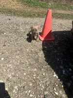 Crome , a female American Staffordshire Terrier and American Pit Bull Terrier for sale in Southampton, NY – Photo 1 of 3