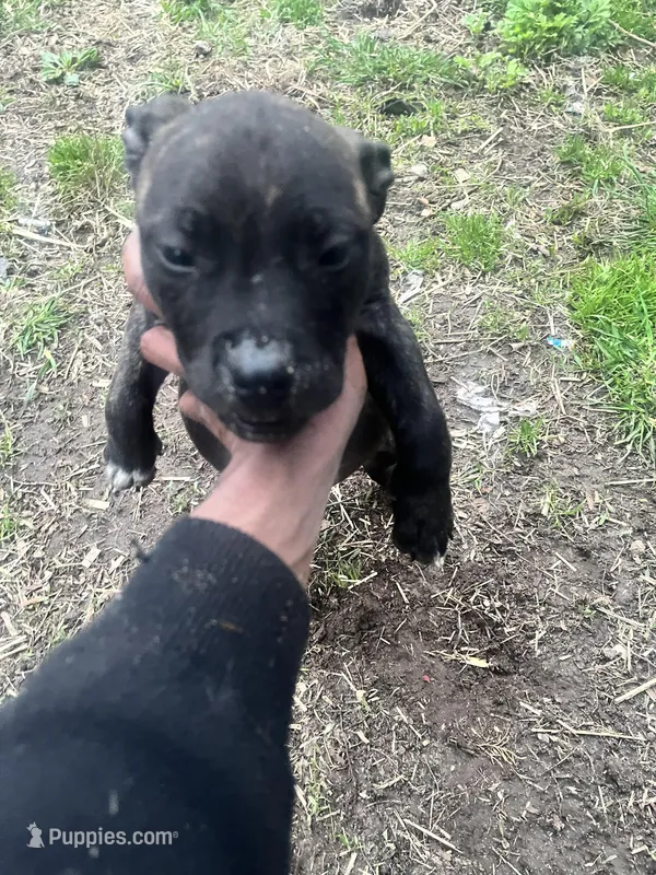 Maximo, a male American Staffordshire Terrier and American Bully for sale in Southampton, NY – Photo 1 of 1
