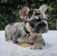 Pepper Big Rope, a male French Bulldog for sale in Southwest Ranches, FL – 6 of 7