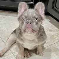 DRAKO CHOCO TESTABLE CARRIER, a male French Bulldog for sale in Southwest Ranches, FL – 1 of 2