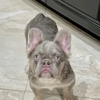 DRAKO CHOCO TESTABLE CARRIER, a male French Bulldog for sale in Southwest Ranches, FL – 2 of 2