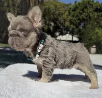 Elfie Fluffy Big Rope, a male French Bulldog for sale in Southwest Ranches, FL – Photo 2 of 10