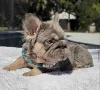 Elfie Fluffy Big Rope, a male French Bulldog for sale in Southwest Ranches, FL – Photo 6 of 10