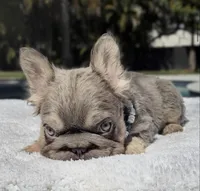 Elfie Fluffy Big Rope, a male French Bulldog for sale in Southwest Ranches, FL – Photo 4 of 10