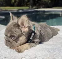 Elfie Fluffy Big Rope, a male French Bulldog for sale in Southwest Ranches, FL – Photo 5 of 10