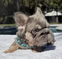 Elfie Fluffy Big Rope, a male French Bulldog for sale in Southwest Ranches, FL – Photo 7 of 10