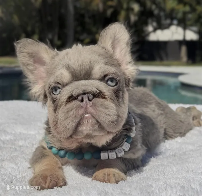 Elfie Fluffy Big Rope – French Bulldog puppy for sale in Southwest Ranches, FL
