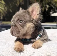 Elfie Fluffy Big Rope, a male French Bulldog for sale in Southwest Ranches, FL – Photo 8 of 10