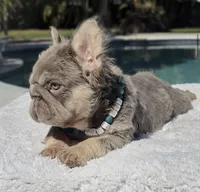 Elfie Fluffy Big Rope, a male French Bulldog for sale in Southwest Ranches, FL – Photo 10 of 10