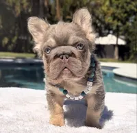 Elfie Fluffy Big Rope, a male French Bulldog for sale in Southwest Ranches, FL – Photo 9 of 10