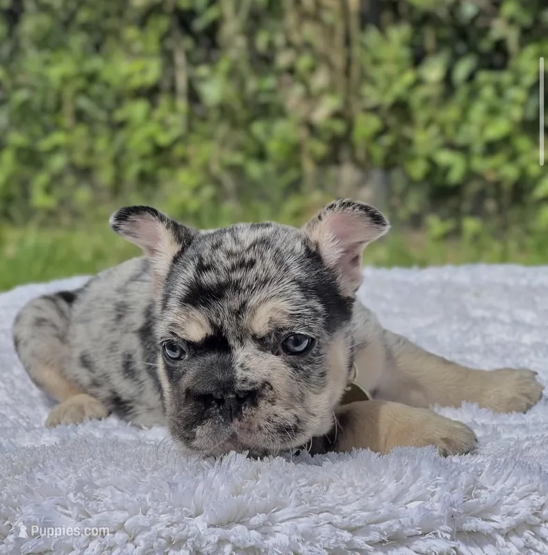 PEPPER – French Bulldog puppy for sale in Southwest Ranches, FL