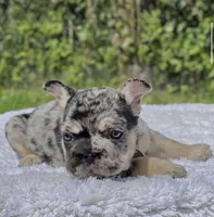 PEPPER, a male French Bulldog for sale in Southwest Ranches, FL – 1 of 2