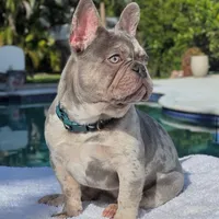 Susy, a female French Bulldog for sale in Southwest Ranches, FL – Photo 3 of 7