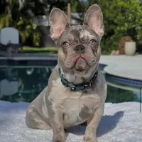 Susy, a female French Bulldog for sale in Southwest Ranches, FL – Photo 1 of 7