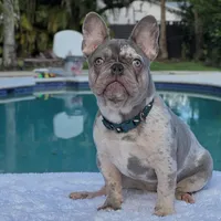 Susy, a female French Bulldog for sale in Southwest Ranches, FL – Photo 7 of 7