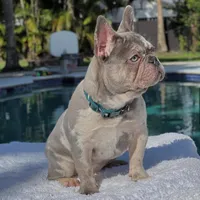 Susy, a female French Bulldog for sale in Southwest Ranches, FL – Photo 5 of 7