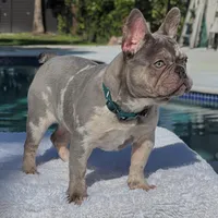 Susy, a female French Bulldog for sale in Southwest Ranches, FL – Photo 6 of 7