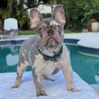 Susy, a female French Bulldog for sale in Southwest Ranches, FL – Photo 4 of 7