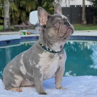 Susy, a female French Bulldog for sale in Southwest Ranches, FL – Photo 2 of 7