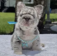 LEXIE Fluffy Big Rope, a female French Bulldog for sale in Southwest Ranches, FL – 1 of 7