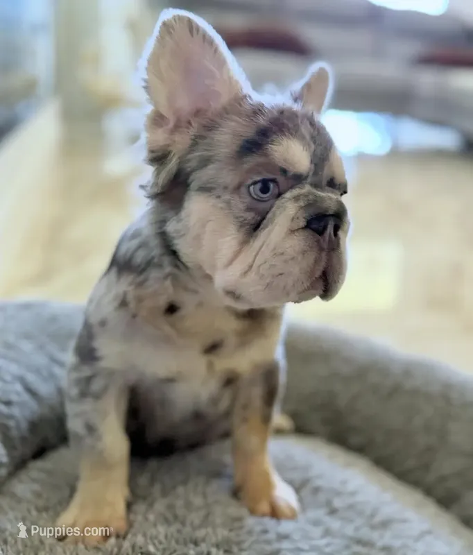 BODHI Fluffy Big Rope