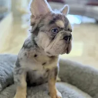 BODHI Fluffy Big Rope, a male French Bulldog for sale in Southwest Ranches, FL – Photo 1 of 3