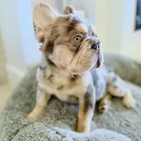 BODHI Fluffy Big Rope, a male French Bulldog for sale in Southwest Ranches, FL – Photo 3 of 3