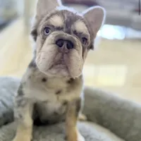 BODHI Fluffy Big Rope, a male French Bulldog for sale in Southwest Ranches, FL – Photo 2 of 3