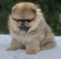 Dorito Teddy Bear Face, a male Pomeranian for sale in Southwest Ranches, FL – 4 of 7