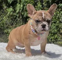 NALA, a female French Bulldog for sale in Southwest Ranches, FL – 5 of 8