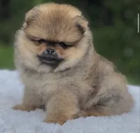 Dorito Teddy Bear Face, a male Pomeranian for sale in Southwest Ranches, FL – 1 of 7