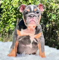 GEORGE, a male English Bulldog for sale in Southwest Ranches, FL – Photo 1 of 5