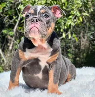 GEORGE, a male English Bulldog for sale in Southwest Ranches, FL – Photo 3 of 5