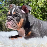 GEORGE, a male English Bulldog for sale in Southwest Ranches, FL – Photo 2 of 5