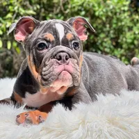 GEORGE, a male English Bulldog for sale in Southwest Ranches, FL – Photo 4 of 5