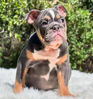 GEORGE, a male English Bulldog for sale in Southwest Ranches, FL – Photo 5 of 5
