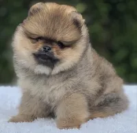 Dorito Teddy Bear Face, a male Pomeranian for sale in Southwest Ranches, FL – 7 of 7