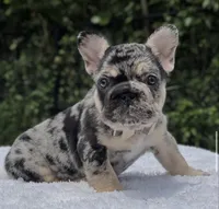 Pepper Big Rope, a male French Bulldog for sale in Southwest Ranches, FL – 1 of 7