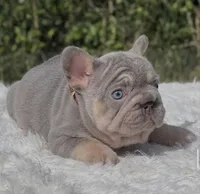 LUCKY - Big Rope, a male French Bulldog for sale in Southwest Ranches, FL – 2 of 8